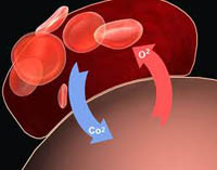Эритроциты состоят из гемоглобина и кислорода