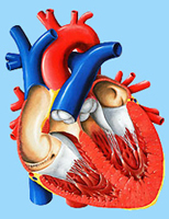 Колит сердце пролапс митрального клапана
