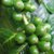 Зеленый кофе для похудения: диета с зеленым кофе, отзывы, цена