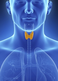 Эутирокс для лечения щитовидной железы