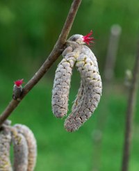 Ореховое дерево лещина как выглядит как цветет полное описание
