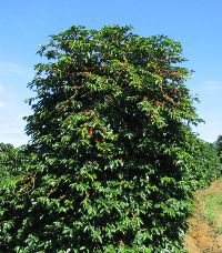 Зеленый кофе для похудения Тропикана Слим: отзывы