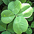 Клевер луговой – прекрасное лекарственное растение