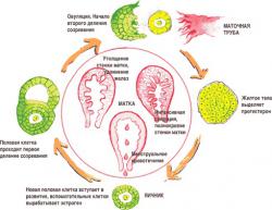 нарушения менструального цикла при дисплазии шейки матки