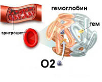 Эритроциты состоят из гемоглобина и кислорода