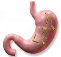 Гастрит бактерия хеликобактер пилори в желудке передается