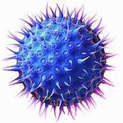Лечение при цитомегаловирусе и вирусе герпеса