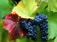 Виноград – общие сведения
