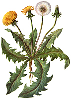 Одуванчик – очень полезное растение