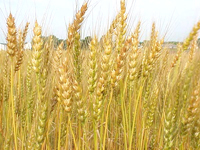 Свойства пшеницы