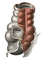 Дискинезия толстого кишечника. Лечение