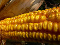 Маис - кукуруза