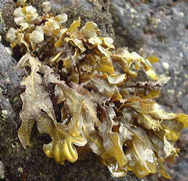 Морские водоросли фукус и их полезные компоненты
