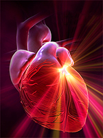 Адреналин, ионы кальция и калия и их воздействие на работу сердца