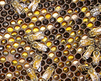 Биологическое действие пчелиного маточного молочка