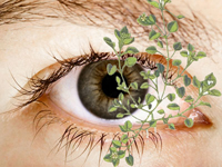 Мокрица и другие лекарственные растения в борьбе с глаукомой