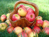 Рецепты с яблоками в борьбе с различными заболеваниями