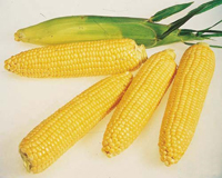 Кукуруза сахарная – общие сведения