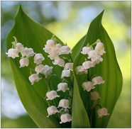 Ландыш – самый полезный майский цветок