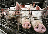 Свиной грипп приостанавливает шествие