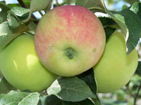 Яблоки – вкусный полезный плод