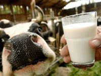 Молоко по аюрведе – продукт наивысшей благости