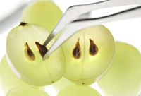 Косточки винограда защитят сосуды и продлят жизнь