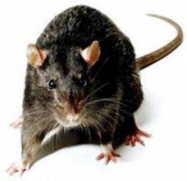 Последствия укусов крысы