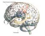 Изменения в головном мозге при болезни Альцгеймера