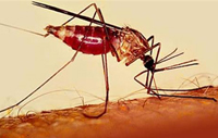 Тропическая малярия