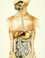 Основные симптомы заболеваний кишечника