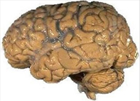 Функции головного мозга