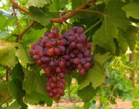 Виноград – домашнее средство от множества заболеваний