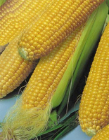Кукуруза и ее полезные свойства