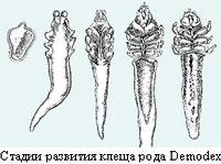 Демодекс – реснитчатый клещ