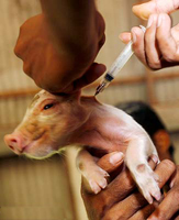 Корейцы разработали вакцину против свиного гриппа
