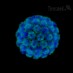 Цитомегаловирус – друг иммунитета