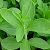 Стевия – описание растения, польза и вред, состав, применение в качестве сахарозаменителя и лекарственной травы
